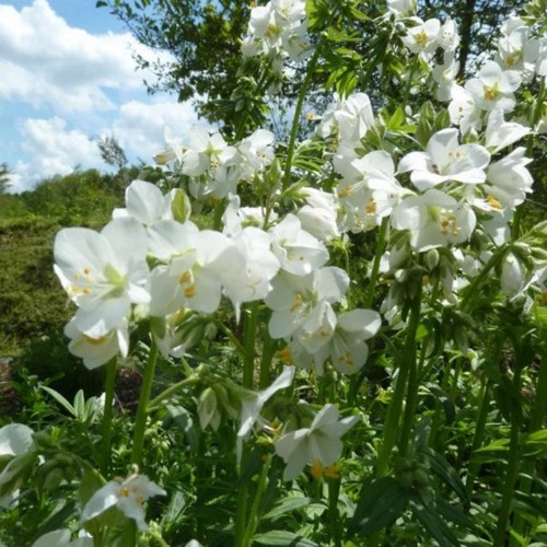 Polemonium caeruleum 'Alba' - Harilik sinilatv 'Alba'
